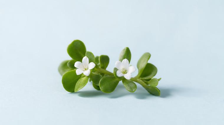 Bacopa Extract