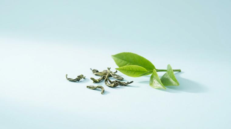 Green Tea Extract